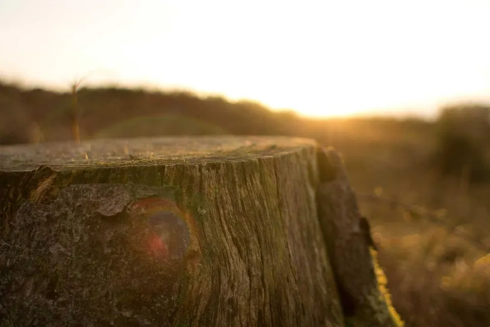 Illustrative photograph for Android Development