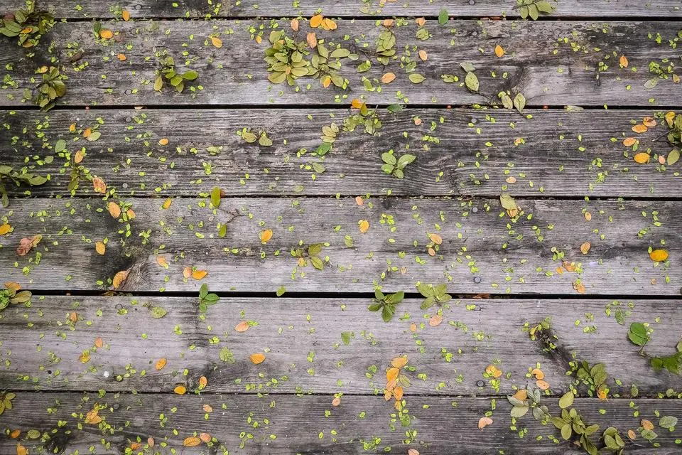 Illustrative photograph for SAP