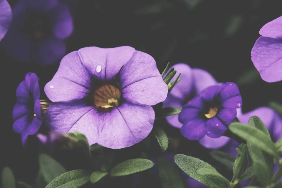 Illustrative photograph for Social Media Management